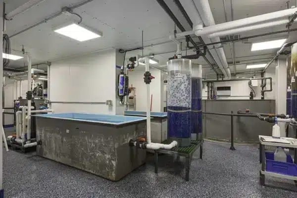 New York Aquarium Cassone